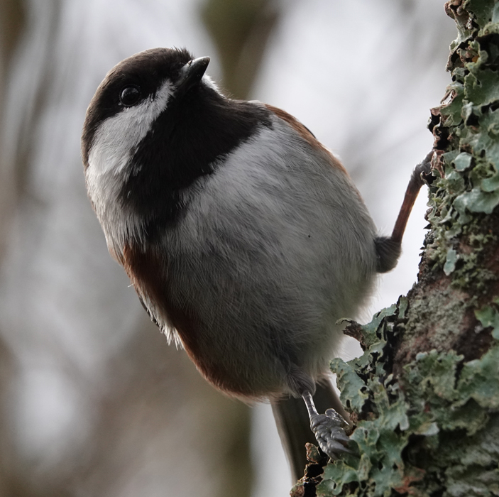 Chickadee bird